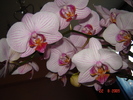 DSC02611