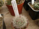 Mamillaria bocasana boboci