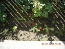 DSCN7264