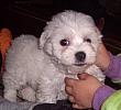 Bichon Maltese