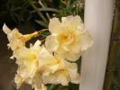 nerium oleander