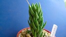 Haworthia coarctata v. adelaidensis