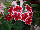 Gloxinia rosu paspolat
