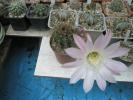 Echinopsis - floare roz