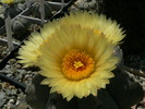 astrophytum_myriostigma_v.multicostata