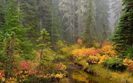 Brook-Mount-Rainier-National-Park