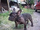 Buldog Francez