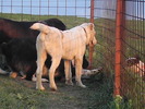 poze 01.05.2009 184