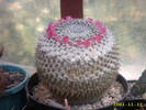 83-Mammillaria ?