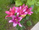 crin imperial