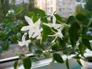 Jasminum polianthum