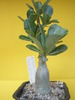 Adenium de la Ideea