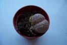 Lithops