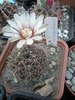 Gymnocalycium - 15.08