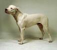DOG ARGENTINIAN