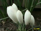 Crocusi 15 mart 2009 (2)