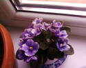 violeta mini satirata