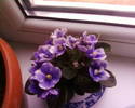 violeta mini satirata