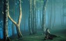 Irati-Forest-Navarre-Spain