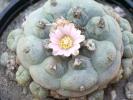 Lophophora williamsii v. caespitosa