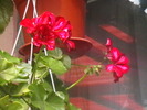 Picture 013