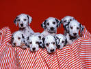 PUP03RK020909