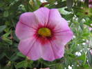 Calibrachoa 17 iun 2009