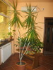 dracena