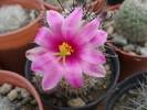 Mammillaria mazatlanensis