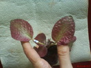 Episcia Strawberry Patch