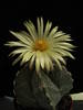 Astrophytum