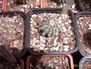 60-Echinocereus pulchellus
