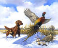 Irish Setter and Pheasant_jpg