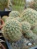 Sulcorebutia cardenasiana