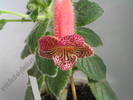 Kohleria Hanna Roberts 1