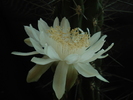 Stetsonia coryne