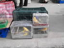 Canari la "celofan"