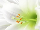 lily-close-up[1]