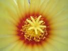 detaliu floare - Astrophitum senile