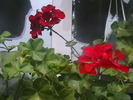 Picture 014