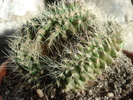 Echinocactus grusonii f monstruosa