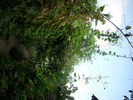 DSCI0242