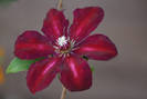 Clematis Westerplatte