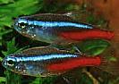 Paracheirodon%20innesi