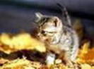 avatar pisicute 25638