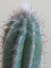 Pilosocereus azureus - iunie 2009