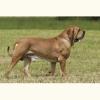 FILA BRASILEIRO