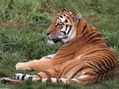 Laid-Back, Siberian Tiger