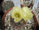 Frailea ybatense - 18.09