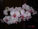 DSC02608